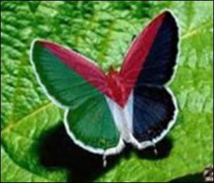 murad-butterfly.jpg