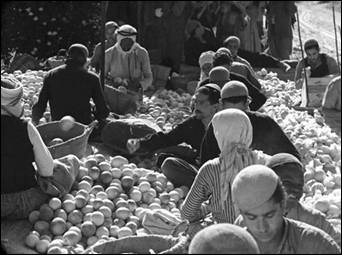 1948OrangesJaffa.jpg
